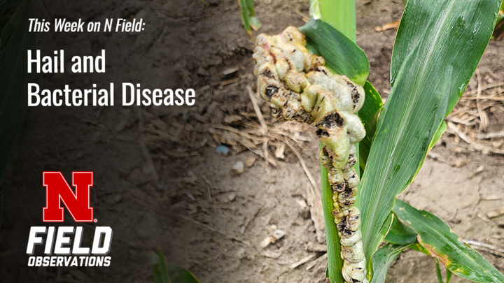 Close-up of common smut in a hail-damaged corn plant, featured in this week’s N Field Observations video.
