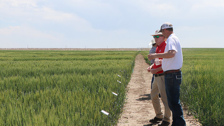 three men stand in row between fields of winter wheat variety plots to examine the crop