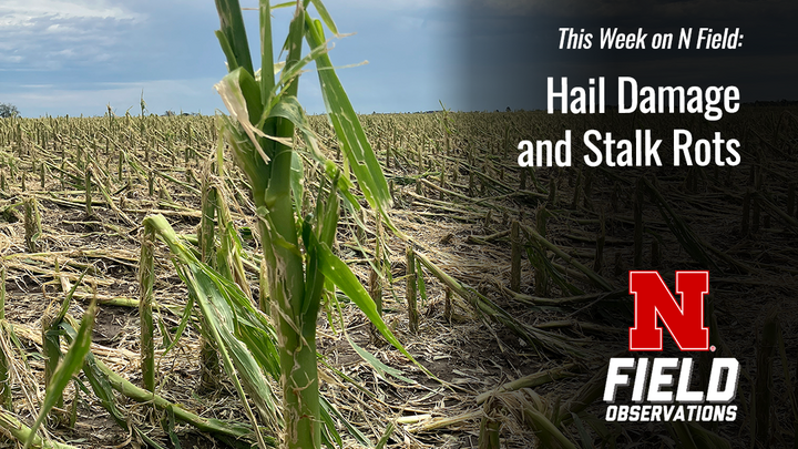 A storm-damaged cornfield with shredded stalks and downed plants. Text on the image reads: "This Week on N Field: Hail Damage and Stalk Rots" with the Nebraska Field Observations logo.