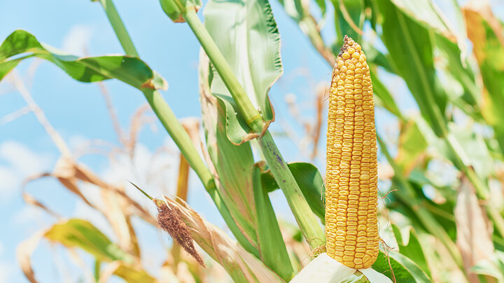 Mature corn ear on stalk with dry husk and surrounding green leaves under a clear blue sky.