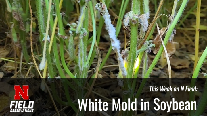 Close-up of soybean stems in a field showing white mold growth on nodes and lower stems.