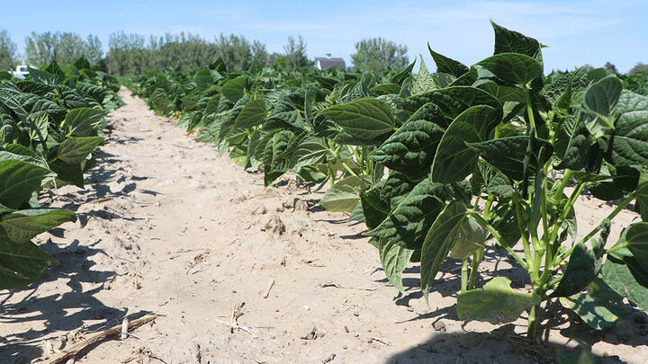closeup, ground-level photo of health green dry bean plants in sandy soil under clear blue sky