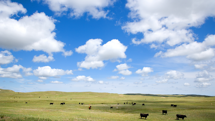 cattle graze an expansive pasture under a bright blue sky with fluffy clouds