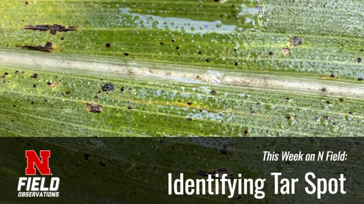 Close-up of a corn leaf with dark tar spot lesions scattered across the surface, used in an N Field Observations video on identifying the disease.