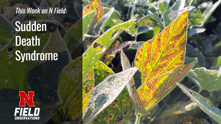 Soybean leaf with Sudden Death Syndrome symptoms, showing bright yellowing between green veins and browning leaf tissue.