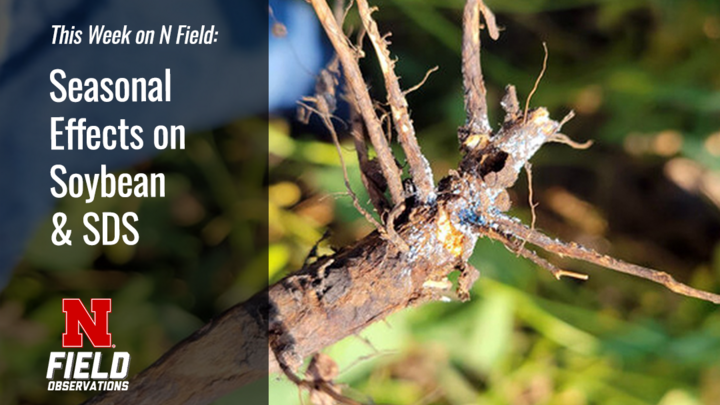Close-up of a soybean root showing severe discoloration and rot symptoms from sudden death syndrome (SDS), with dark, decayed tissue and bluish fungal growth. Text overlay on the left reads “This Week on N Field: Seasonal Effects on Soybean & SDS,” with the Nebraska N Field Observations logo at the bottom.