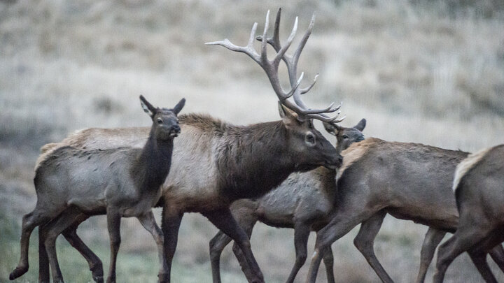 Five elk, including a bull, are seen in the Pine Ridge area in Dawes County, Nebraska, during the fall rut.