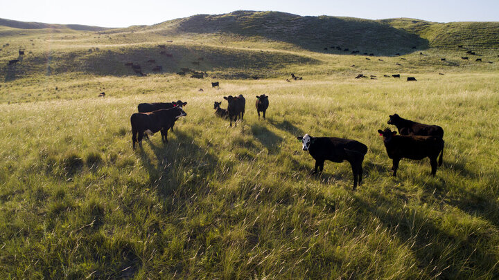 Black cattle stand in a grassy Nebraska field on a bright day