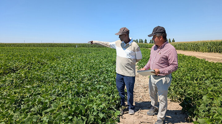 Two men assess field of dry beans while standing in between rows