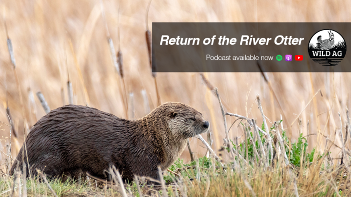 River otter walking through tall grass and cattails, with a banner reading “Return of the River Otter” and WildAg podcast branding.