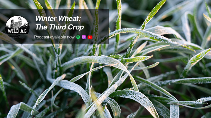 Frost-covered winter wheat leaves at early growth stage with overlay text reading “Winter Wheat: The Third Crop” and podcast availability icons.