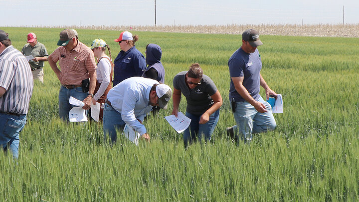 Group of people examining wheat in a green field on a sunny day.
