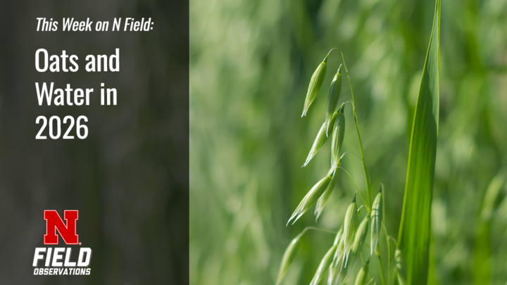 Green oat plants in focus with blurred background and text overlay on the left. 