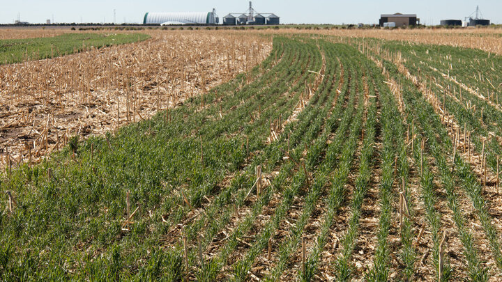 Rows of green crops growing alongside harvested stubble in a rural field with farm buildings in the distance.