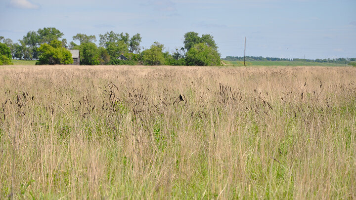 Tall grass field with distant trees under a bright, blue sky.