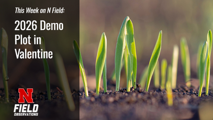 Young green plants sprouting from soil, shown up close with a blurred natural background.