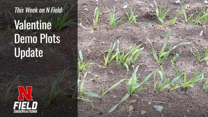 Young green plants sprouting in rows on dry soil. Text overlay on dark background.