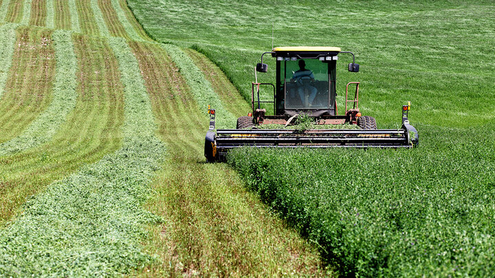 harvester mows green alfalfa field