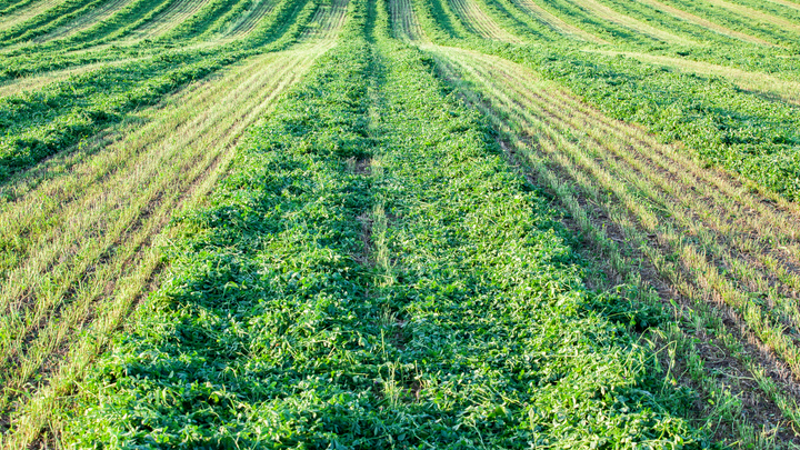 field of mowed alfalfa