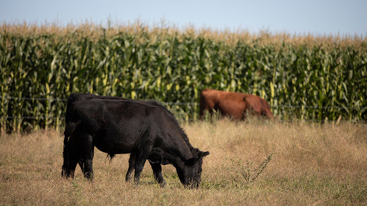 Black angus cattle graze pasture in front of corn field during summer