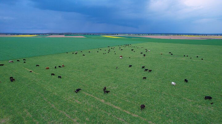 Aerial view of cattle grazing across a large green pasture under a darkening sky, with crop fields in the distance.