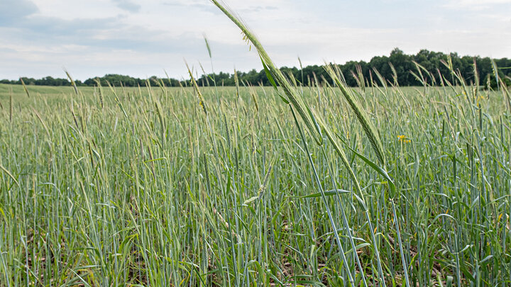 Green wheat field under a cloudy sky, with distant trees on the horizon.