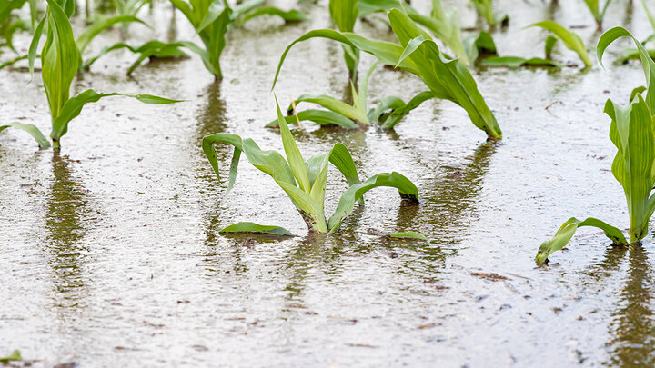 Young corn plants in flood water, some bent over or submerged 
