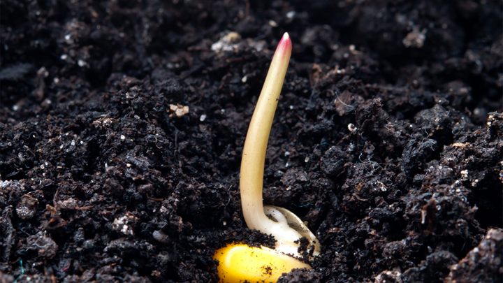 germinating corn seed