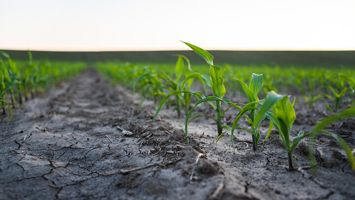corn seedlings growing in droughty field