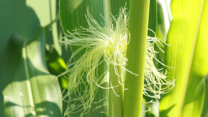 bright green corn with new silks appearing from ear