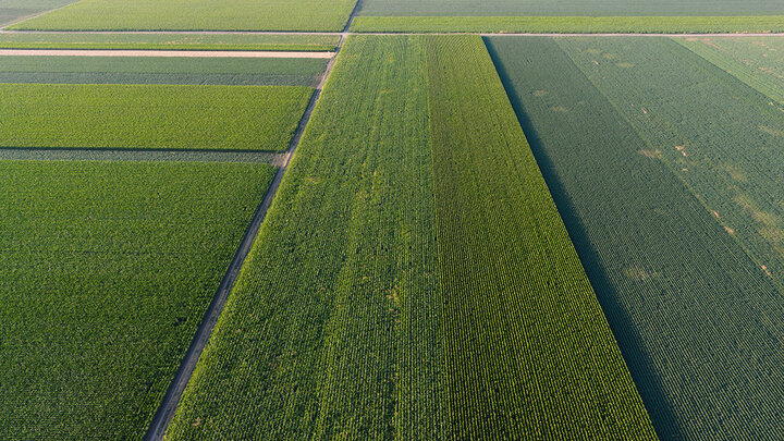 Aerial view of vast green farmland with neat rectangular plots and pathways.