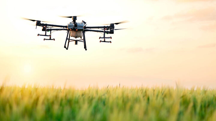 drone flies over wheat field in sunny golden sky