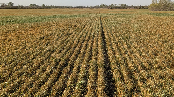 Rows of crops in a wide field under a clear sky.