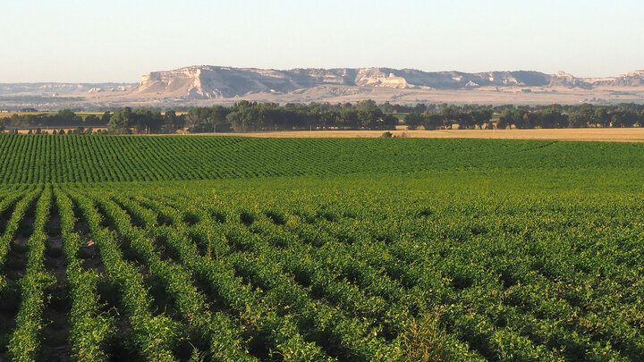 Dry bean field in summer