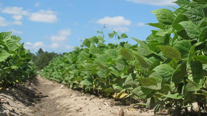 dry edible bean field at ground view