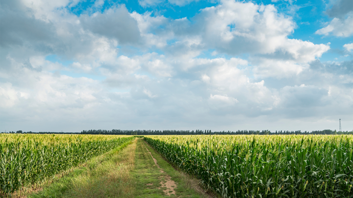 corn fields