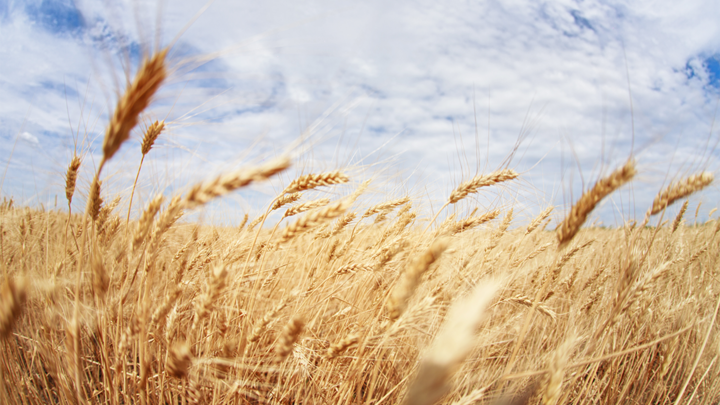 golden wheat field in foreground with clouds and blue sky