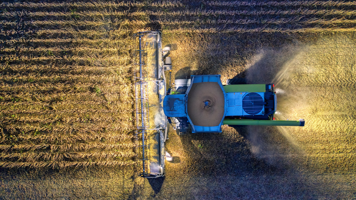 combine harvests corn field