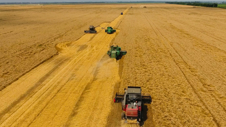 combines harvesting wheat field