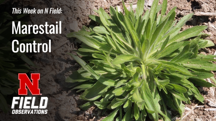 A rosette of young marestail growing in dry, cracked soil, with the text “This Week on N Field: Marestail Control” and the University of Nebraska’s Field Observations logo overlaid.