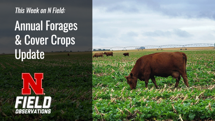 Graphic for “This Week on N Field: Annual Forages & Cover Crops Update” featuring a cow grazing in a cover crop mix within a harvested cornfield, with pivot irrigation systems in the background.