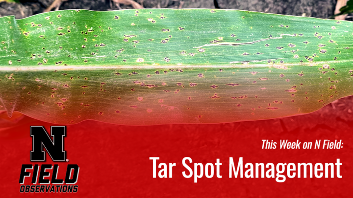 Close-up of a corn leaf with visible tar spot lesions, overlaid with a red banner that reads “This Week on N Field: Tar Spot Management” next to the Nebraska N Field Observations logo.