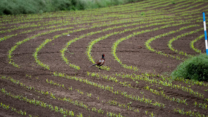 A colorful male pheasant crosses a field of corn seedlings surrounded by lush grasses