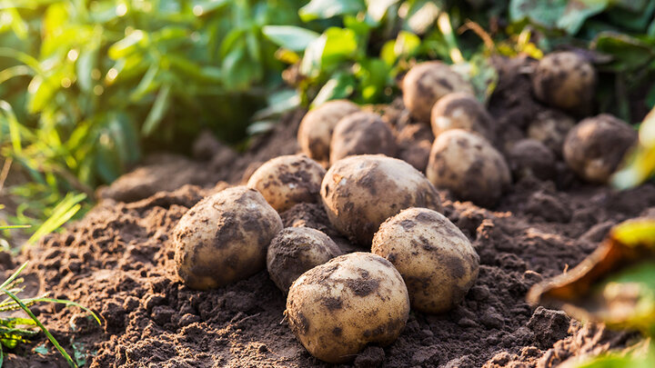 Freshly harvested potatoes on soil surrounded by green plants.
