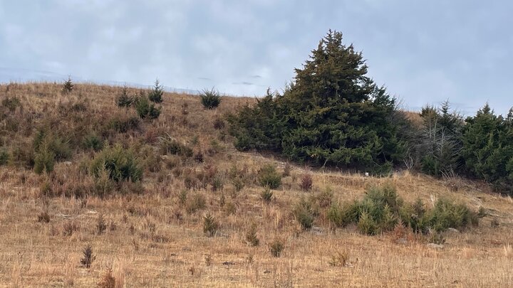 Eastern redcedar trees encroaching into a grassland hillside with no active management, reducing available pasture forage.