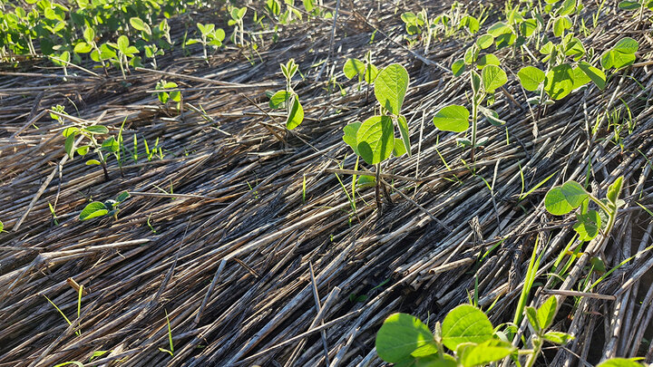 soybean field after roller crimper used on rye cover crop