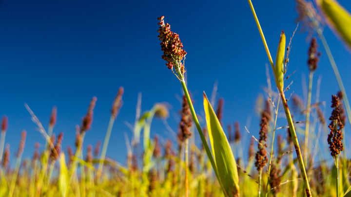 closeup of sorghum plants