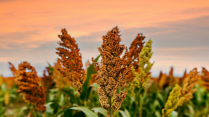 Closeup of reddish-orange maturing sorghum field with pink-hued sky in background