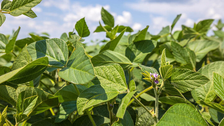 One blossom blooms on soybean plant