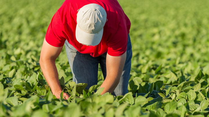 farmer in soybean field
